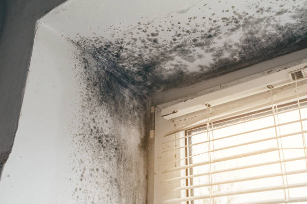 Mold Removal service in Pequannock